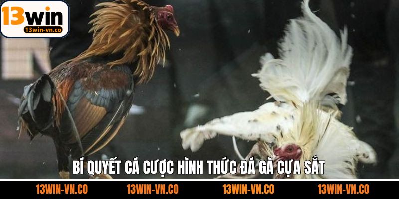 Đá Gà Cựa Sắt - Bí Quyết Chiến Thắng Khi Tham Gia Chọi Kê 4 Kinh nghiệm tham gia chọi kê cựa sắt đỉnh cao từ chuyên gia