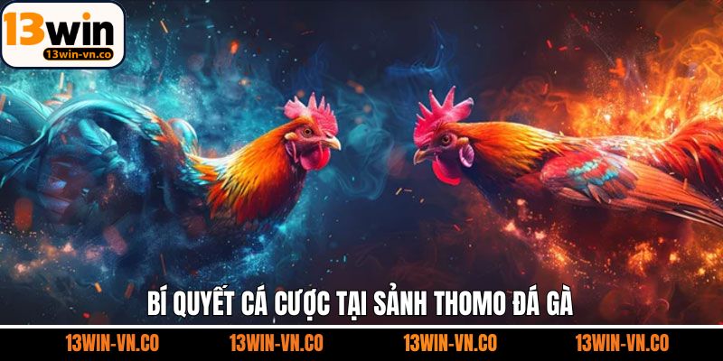 Thomo Đá Gà - Sân Chơi Giải Trí Hàng Đầu Tại 13Win 4 Bật mí cách soi kèo đá gà Thomo hiệu quả