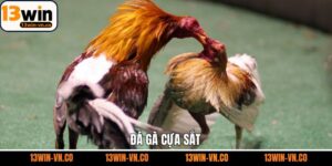Đá Gà Cựa Sắt - Bí Quyết Chiến Thắng Khi Tham Gia Chọi Kê