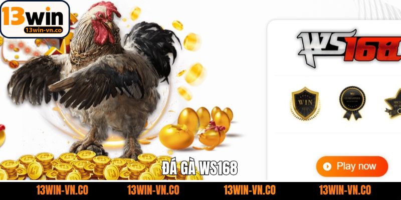 Đá Gà WS168 - Trải Nghiệm Chọi Kê Đỉnh Cao Cùng 13Win