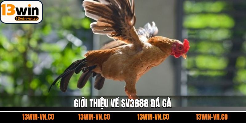 Sơ lược về sảnh chọi kê đang được ưa chuộng