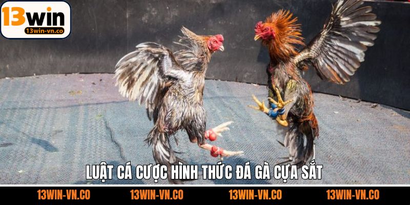Đá Gà Cựa Sắt - Bí Quyết Chiến Thắng Khi Tham Gia Chọi Kê 3 Quy tắc tham gia đá gà cựa sắt mà newbie cần nắm