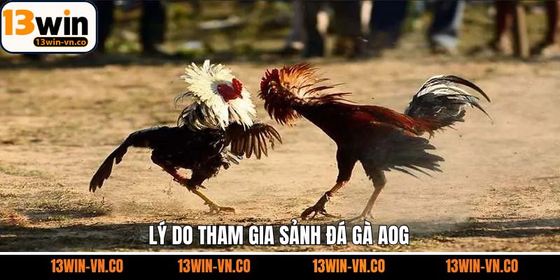 Đá Gà AOG - Sảnh Cá Cược Kịch Tính Hấp Dẫn Nhất Tại 13WIN 3 Lý do vì sao thành viên nên lựa chọn cá cược đá kê