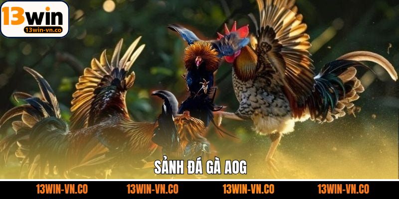 Đá Gà AOG - Sảnh Cá Cược Kịch Tính Hấp Dẫn Nhất Tại 13WIN 1 Đá Gà AOG - Sảnh Cá Cược Kịch Tính Hấp Dẫn Nhất Tại 13WIN