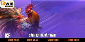 ICF Đá Gà 13Win - Trải Nghiệm Đặt Cược Chân Thực, Sống Động