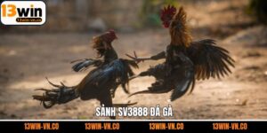 SV388 Đá Gà - Sảnh Chọi Kê Trực Tuyến Uy Tín Hàng Đầu Châu Á