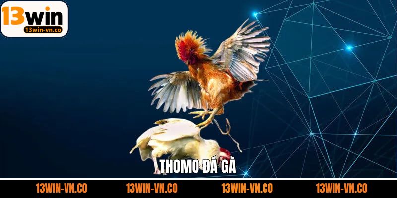 Thomo Đá Gà - Sân Chơi Giải Trí Hàng Đầu Tại 13Win 1 Thomo Đá Gà - Sân Chơi Giải Trí Hàng Đầu Tại 13Win