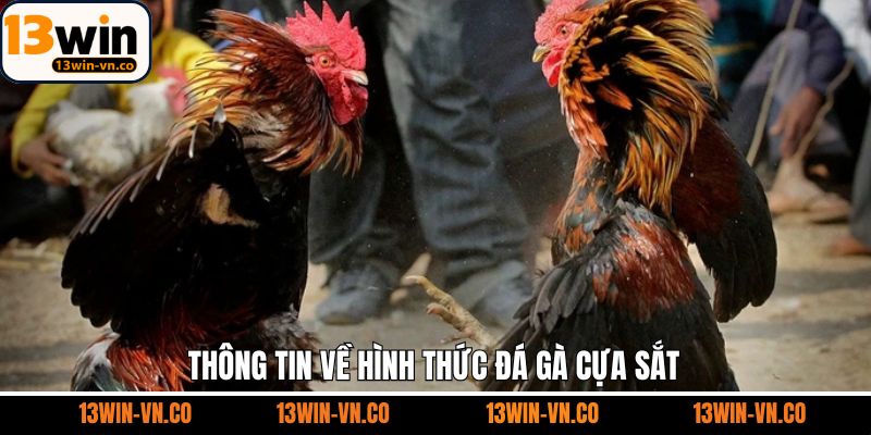 Đá Gà Cựa Sắt - Bí Quyết Chiến Thắng Khi Tham Gia Chọi Kê 2 Vài nét về hình thức chọi kê cựa sắt căng thẳng