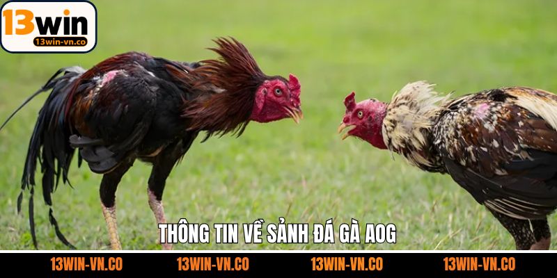 Đá Gà AOG - Sảnh Cá Cược Kịch Tính Hấp Dẫn Nhất Tại 13WIN 2 Đôi nét tham khảo về sân chơi đá gà AOG