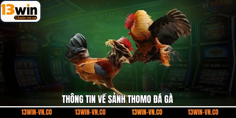 Thomo Đá Gà - Sân Chơi Giải Trí Hàng Đầu Tại 13Win 2 Tìm hiểu chung về hình thức Thomo đá gà