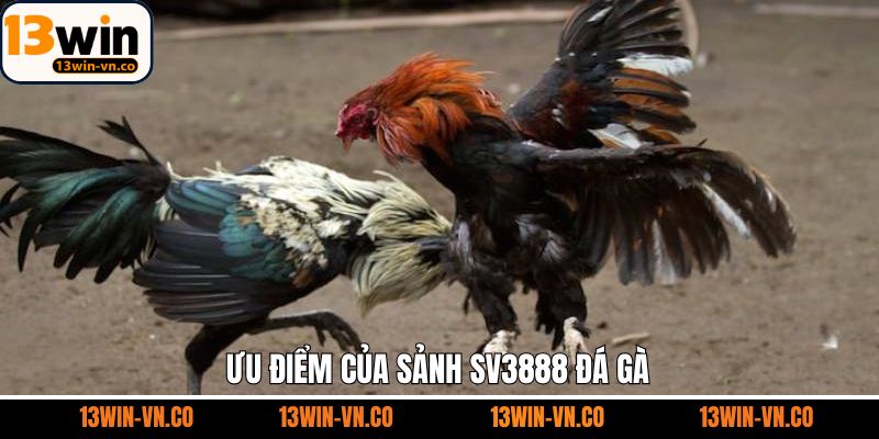 Những ưu điểm vượt trội nhất của sảnh chọi kê uy tín